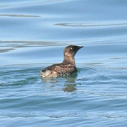 Bird of the week image